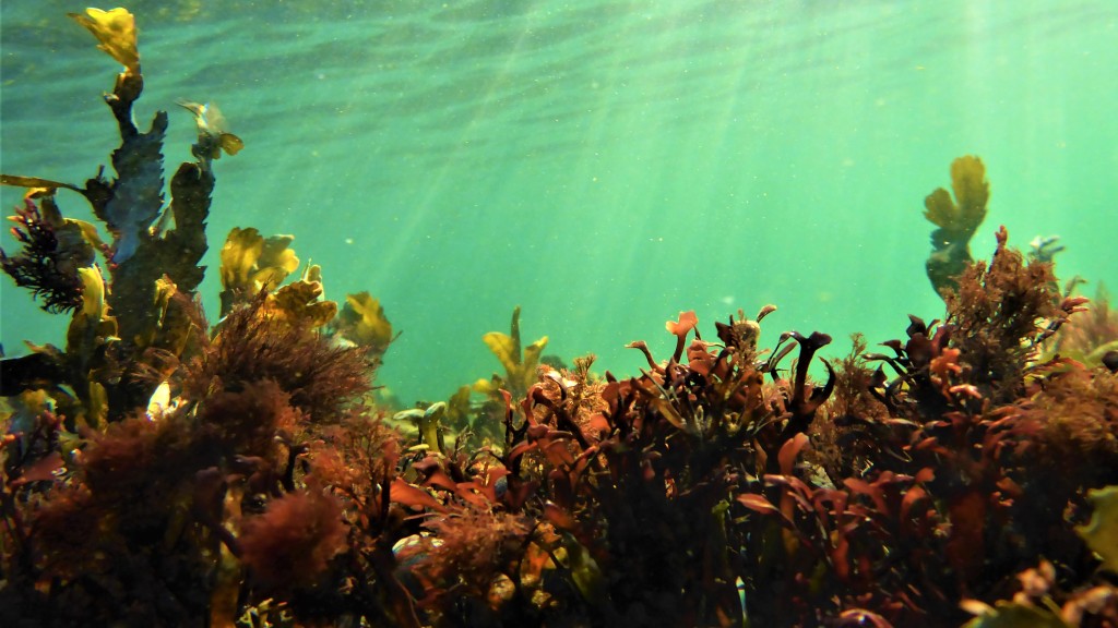 Sophie Steinhagen biodiversity marine biology Ulva seaweed blueeconomy aquaculture kelp